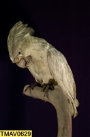 藏品(白鳳頭鸚鵡)的圖片